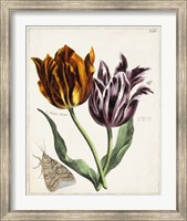 Tulip Classics I Fine Art Print