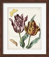 Tulip Classics II Fine Art Print