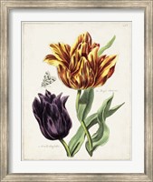Tulip Classics III Fine Art Print