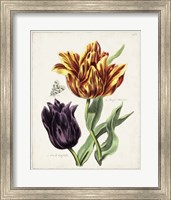 Tulip Classics III Fine Art Print