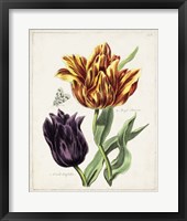 Tulip Classics III Framed Print