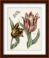 Tulip Classics IV Fine Art Print