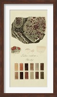 Species of Lichen I Fine Art Print