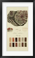 Species of Lichen I Fine Art Print