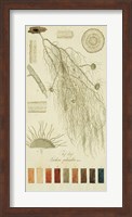Species of Lichen II Fine Art Print