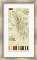 Species of Lichen II Fine Art Print