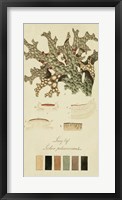 Species of Lichen III Fine Art Print