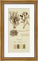Species of Lichen V Fine Art Print