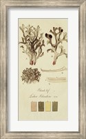 Species of Lichen V Fine Art Print