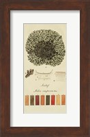 Species of Lichen VI Fine Art Print