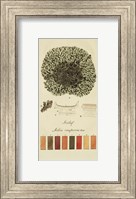Species of Lichen VI Fine Art Print