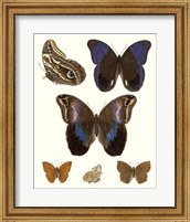 Violet Butterflies IV Fine Art Print
