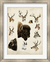 Western Animal Species I Fine Art Print