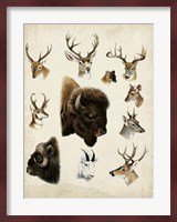 Western Animal Species I Fine Art Print