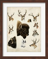 Western Animal Species I Fine Art Print