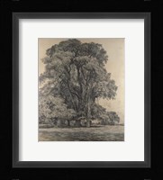 Elm trees in Old Hall Park Fine Art Print