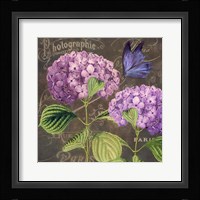 Purple Hydrangea Framed Print