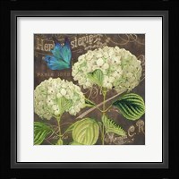 White Hydrangea Framed Print