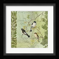 Tree Birds II Flycatchers Framed Print