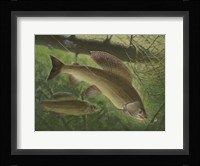 Grayling Fish Fine Art Print