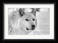 Wolf B&W 5014 Fine Art Print