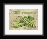 Pisello Pisum Sativum Framed Print