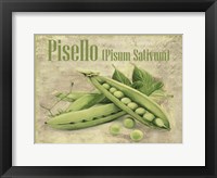 Pisello Pisum Sativum Framed Print