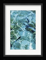 Maldives Fishes in the Clear Water 2 Framed Print