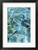 Maldives Fishes in the Clear Water 2 Framed Print