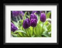 Purple Tulips in Rain Fine Art Print