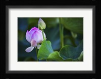 Graceful Lotus Framed Print