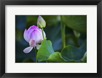 Graceful Lotus Framed Print