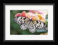 Paper Kite Tropical Butterfly 1 Fine Art Print