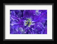 Purple Mysterious Parrot Tulip Framed Print