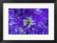 Purple Mysterious Parrot Tulip Fine Art Print