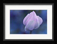 Tender Morning with Lotus Fine Art Print