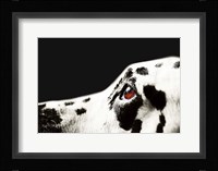 The Amber Eye of Dalmatian Dog Framed Print