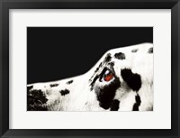 The Amber Eye of Dalmatian Dog Framed Print