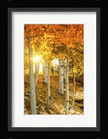 Aspen Glow Fine Art Print
