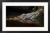 Crocodile Smile Framed Print