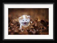 Crying In The Leaves Fine Art Print