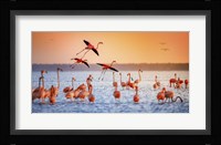 Flamingo Flight Fine Art Print