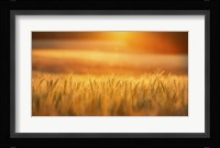 Golden Wheat Fine Art Print