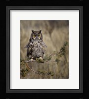 Hanging Out Fine Art Print