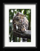 Leopard Stare Fine Art Print
