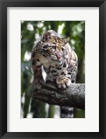 Leopard Stare Fine Art Print