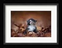 Looking For An Answer Fine Art Print