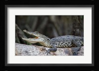 Ready To Snap Fine Art Print