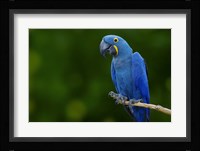 Standing Alone Fine Art Print