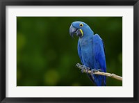 Standing Alone Fine Art Print